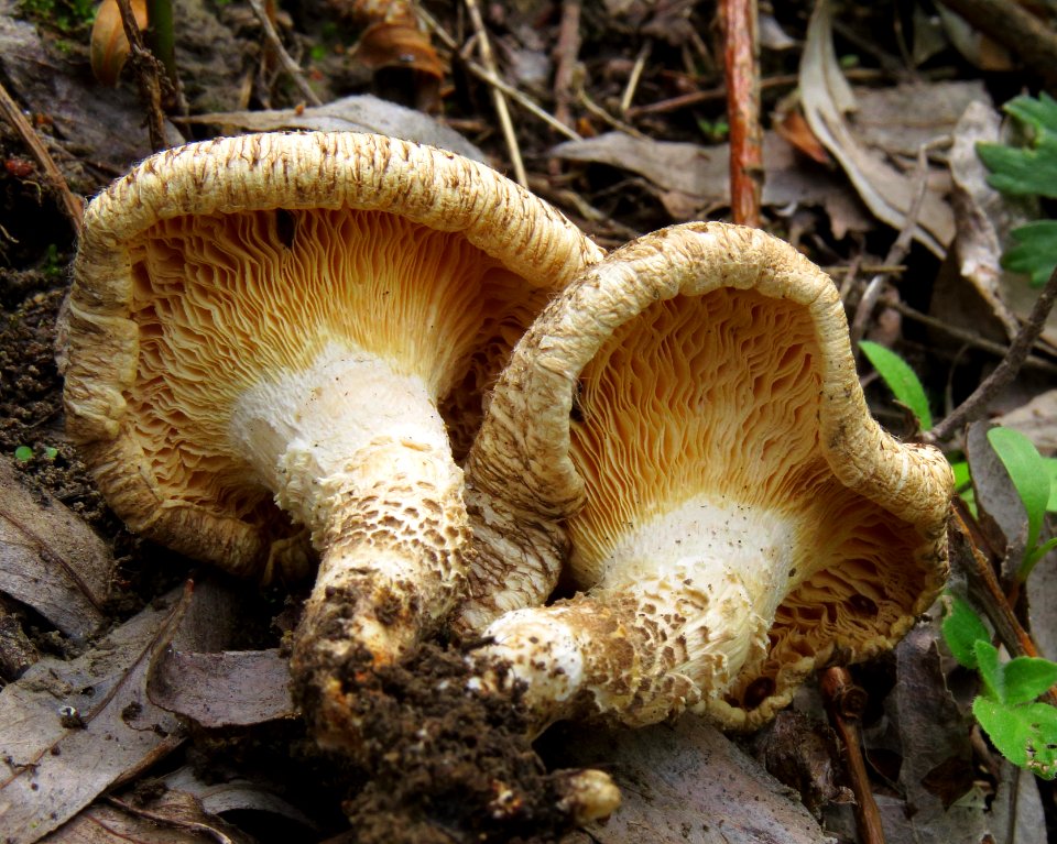 Lentinus tigrinus Pukhivka2