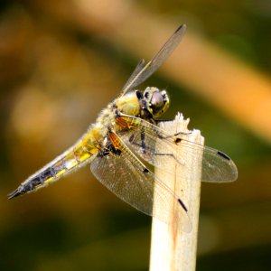 Libellula quadrimaculata Syrets1