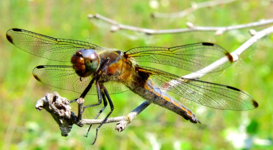 Libellula fulva Muromets2