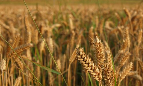 Autumn cereals grain photo