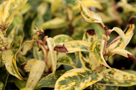 Leucothoe axillaris 11105