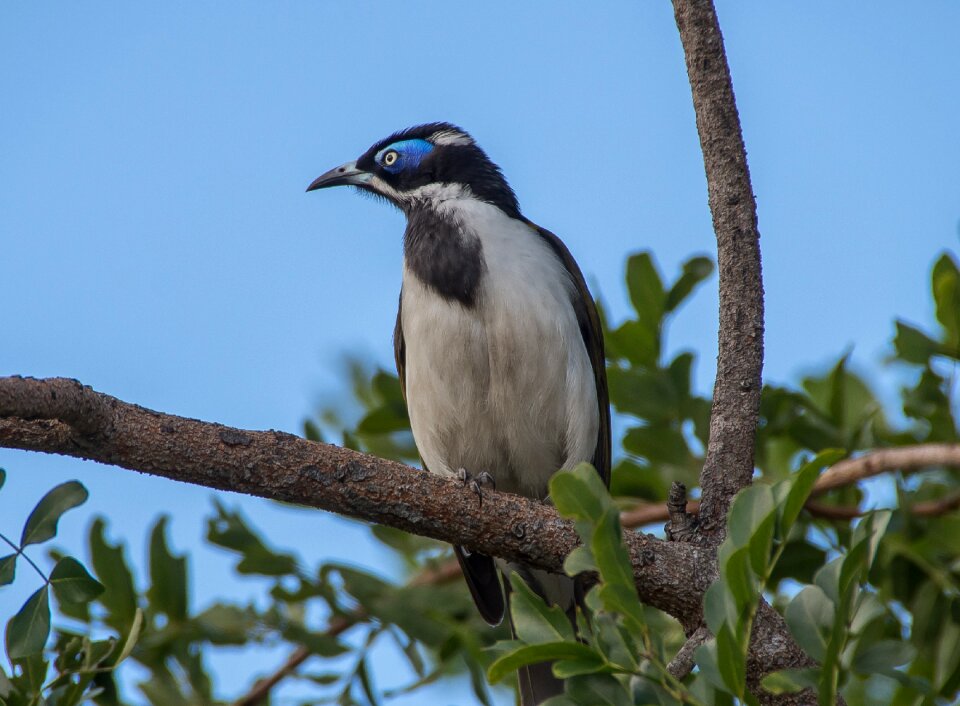 Exotic honeyeater olive