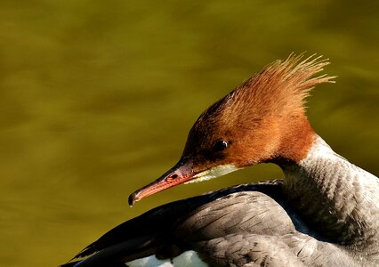 Duck males drake