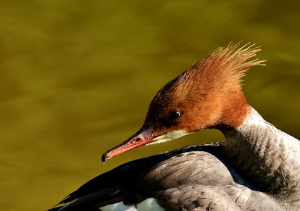 Duck males drake photo