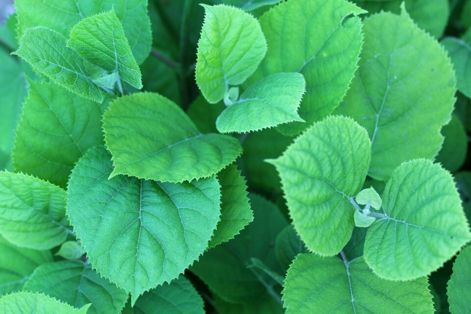 Green spring plants