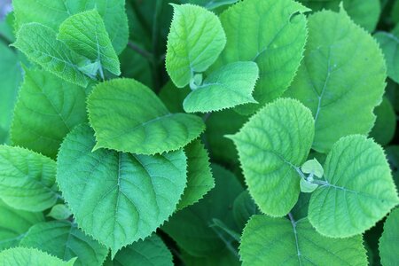 Green spring plants photo