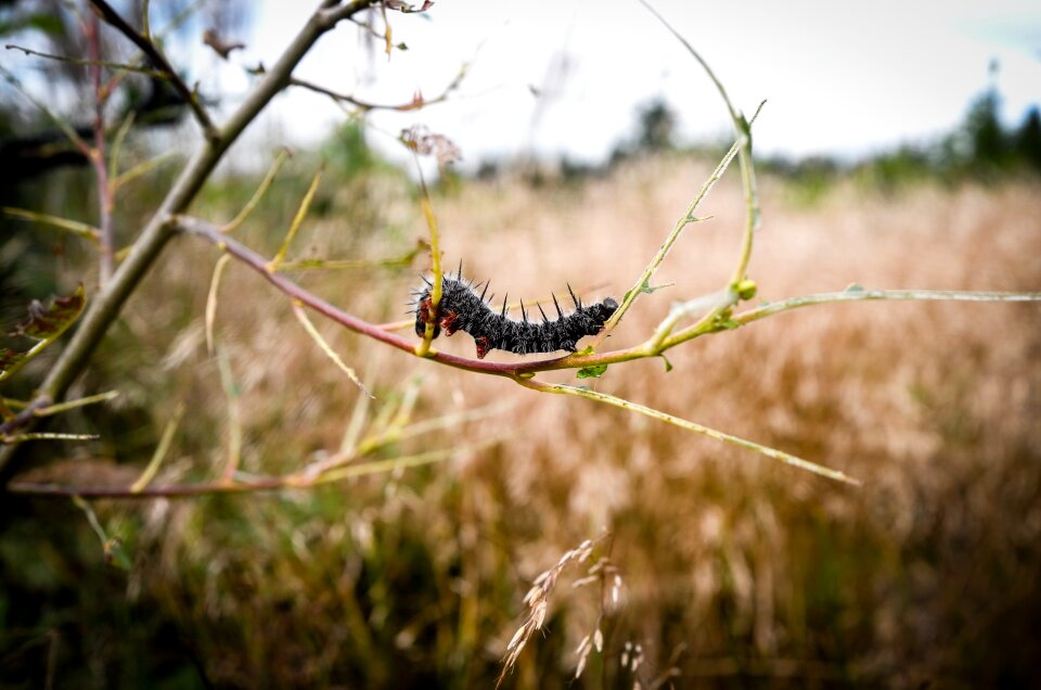 Thick caterpillar animal hairy