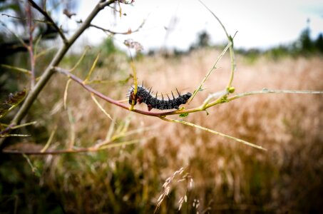 Thick caterpillar animal hairy photo