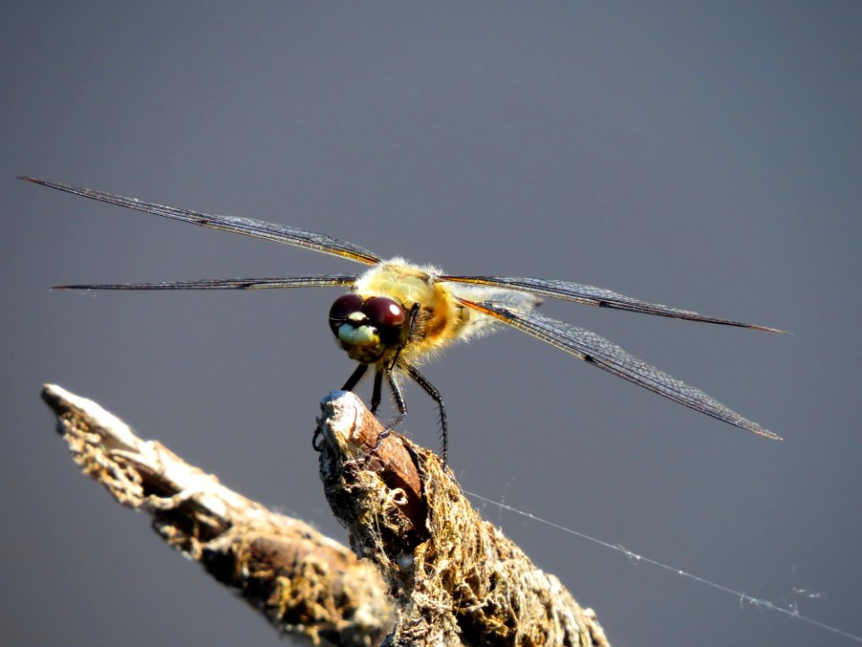 Libellula quadrimaculata Muromets