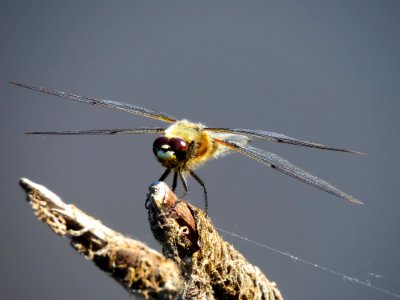 Libellula quadrimaculata Muromets