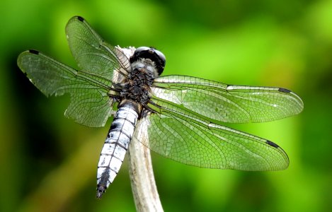 Libellula fulva Kiev1