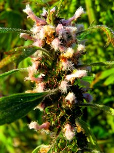 Leonurus quinquelobatus Irpin4