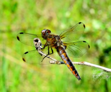Libellula fulva Muromets1