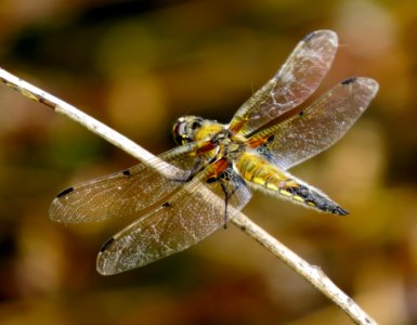 Libellula quadrimaculata Syrets2