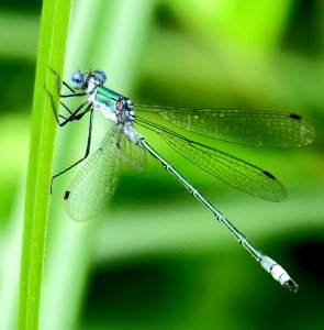 Lestes dryas Kiev1 photo