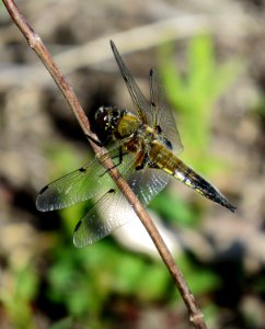Libellula quadrimaculata Irpin 01