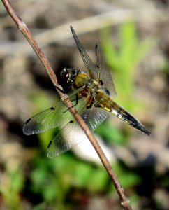 Libellula quadrimaculata Irpin 01 photo