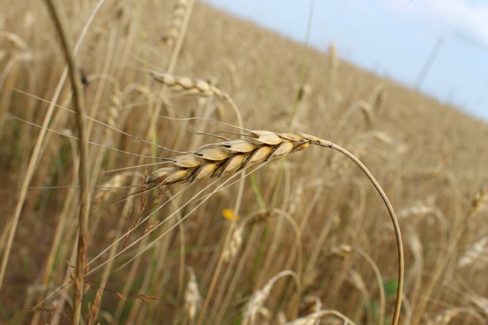 Summer harvest crops