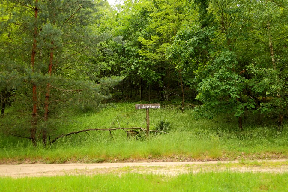 Lieberoser Heide Tenkenberge 01