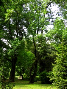 Liriodendron tulipifera Syrets5