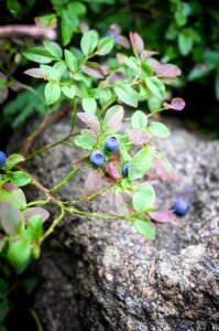 Delicious healthy fruit photo