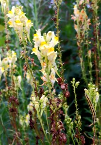 Linaria vulgaris & caterpillar Kiev
