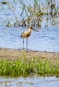 Limosa limosa Pukhivka2