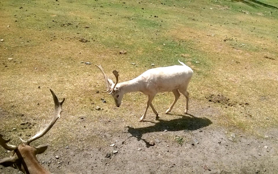 Little white cervidae