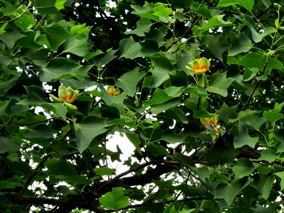 Liriodendron tulipifera Syrets2