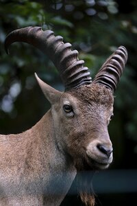 Mammal bock goatee photo