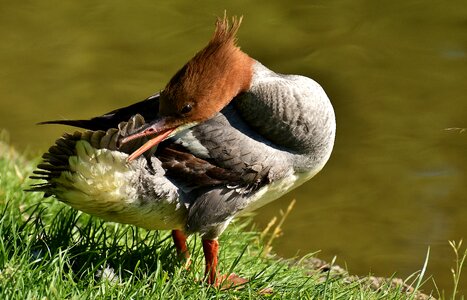 Duck males drake photo