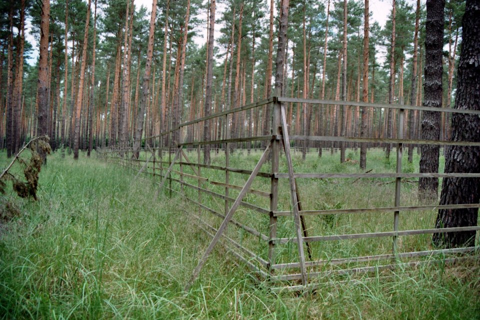Lieberoser Heide Hordengatter 7
