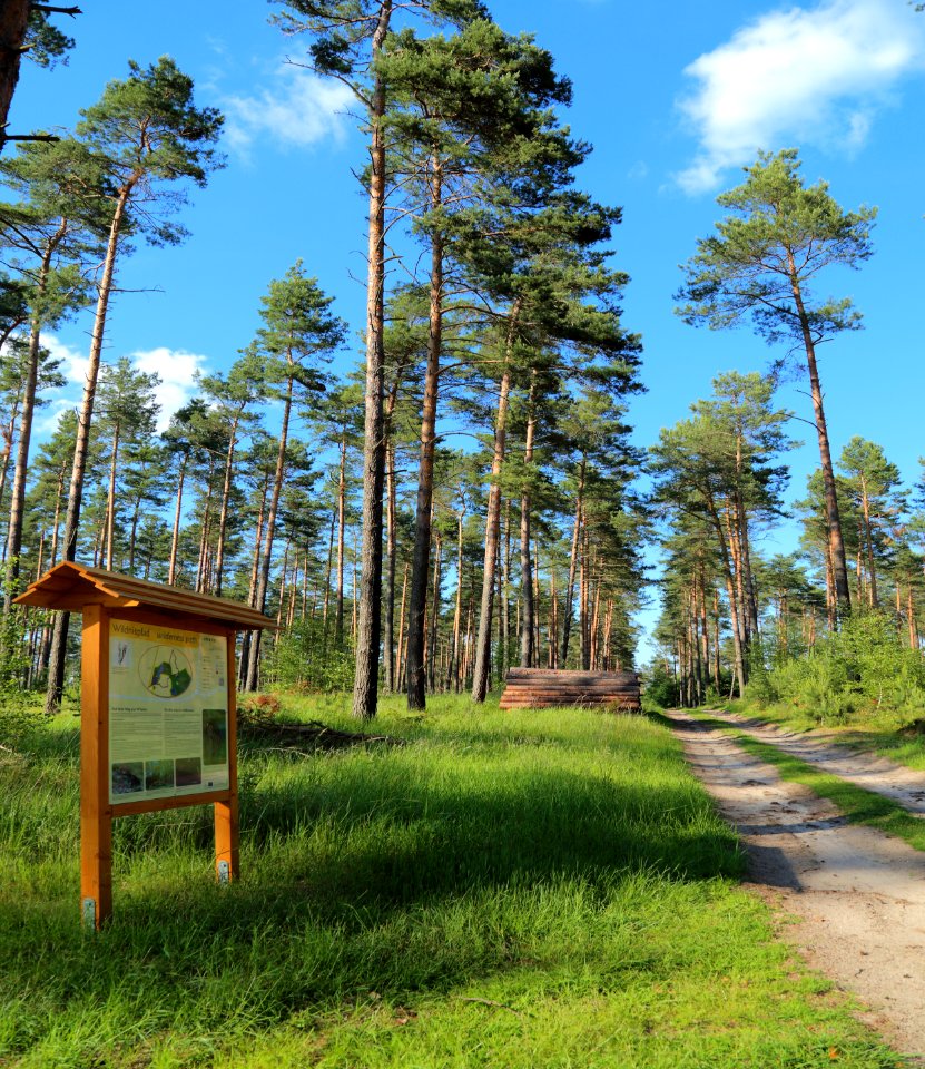Lieberoser Heide Wildnispfad 10
