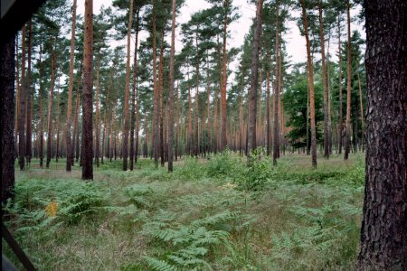 Lieberoser Heide Hordengatter 2