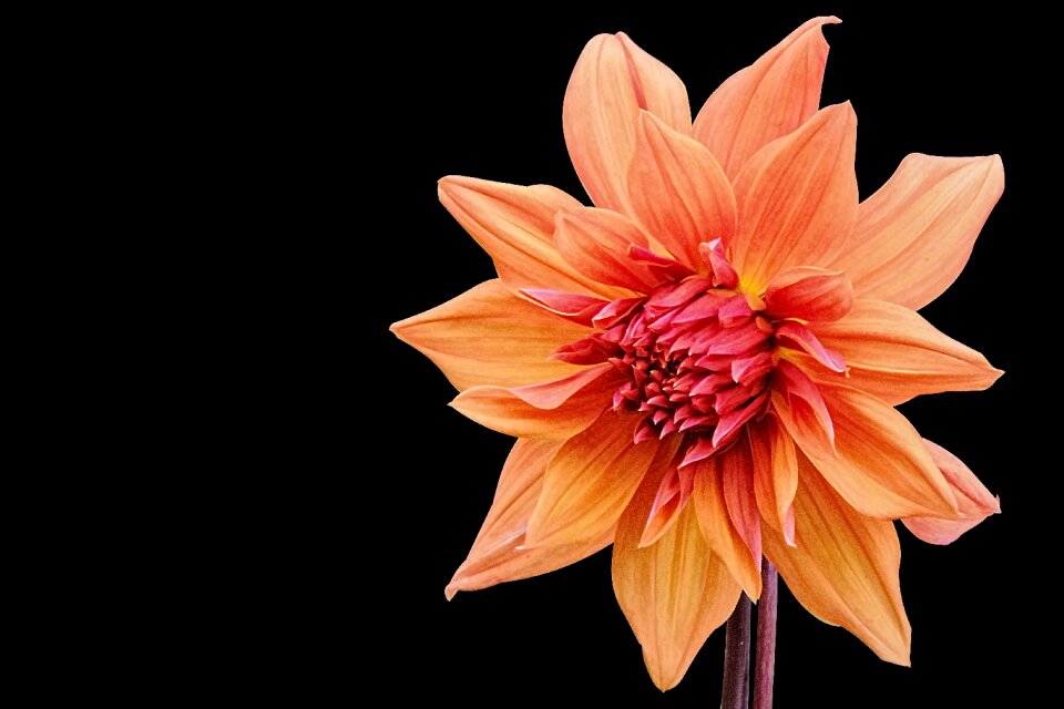 Flower plant blossom