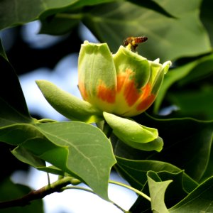 Liriodendron tulipifera Syrets4