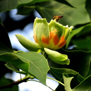 Liriodendron tulipifera Syrets4 photo