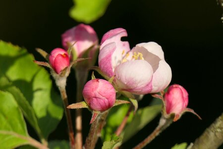 Spring pink close up photo