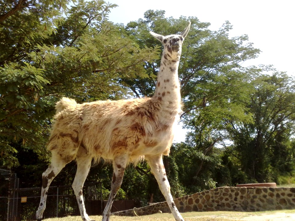 Llama o alpaca moteada en el Zoofari, Cuernavaca, Morelos