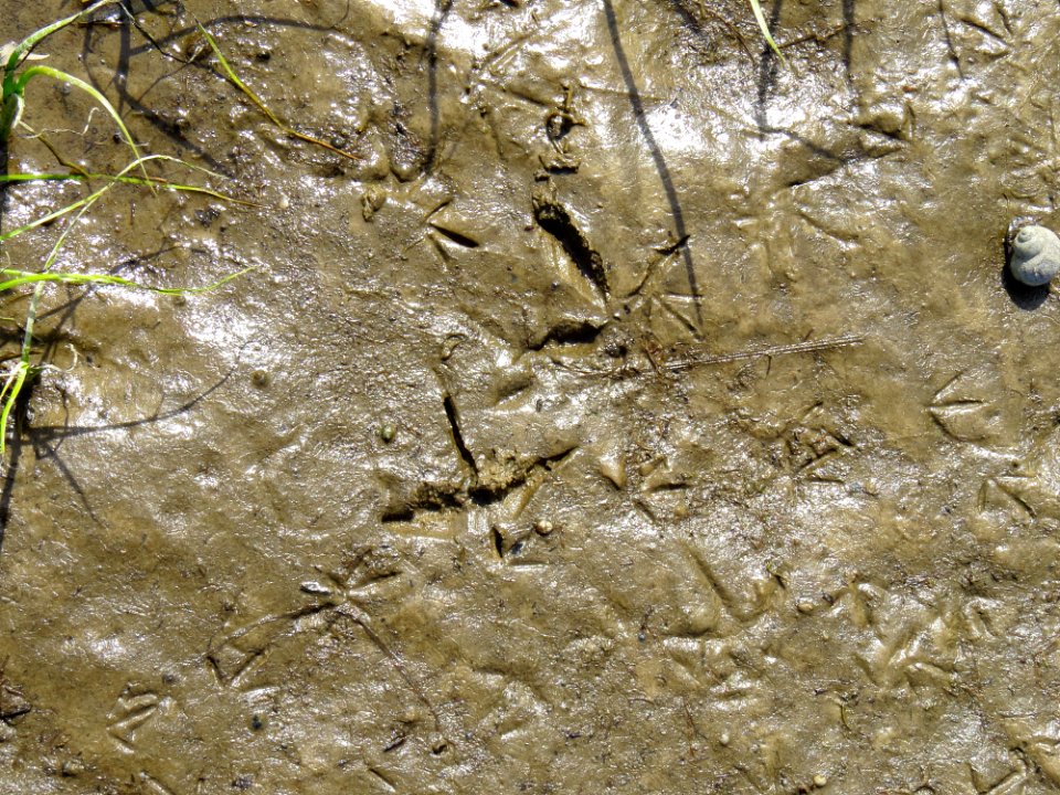 Limosa limosa tracks