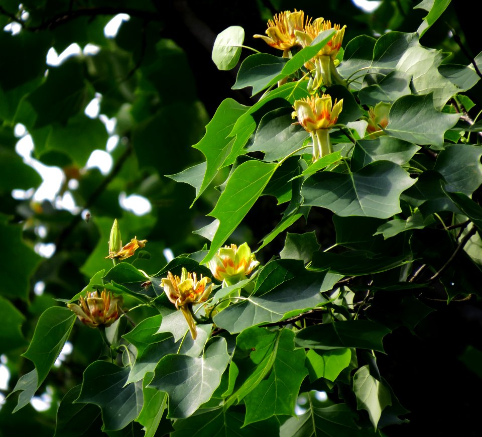 Liriodendron tulipifera Syrets1