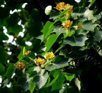 Liriodendron tulipifera Syrets1 photo