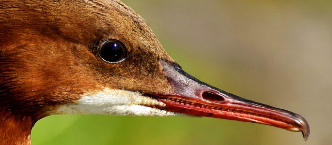 Duck males drake photo