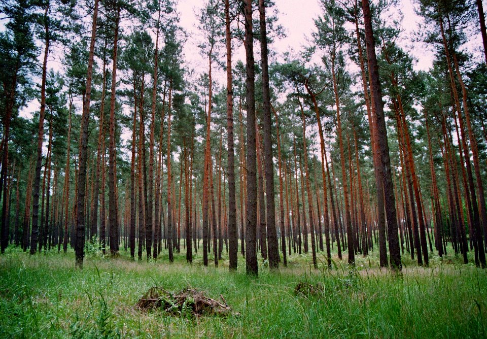 Lieberoser Heide Pinus sylvestris 12