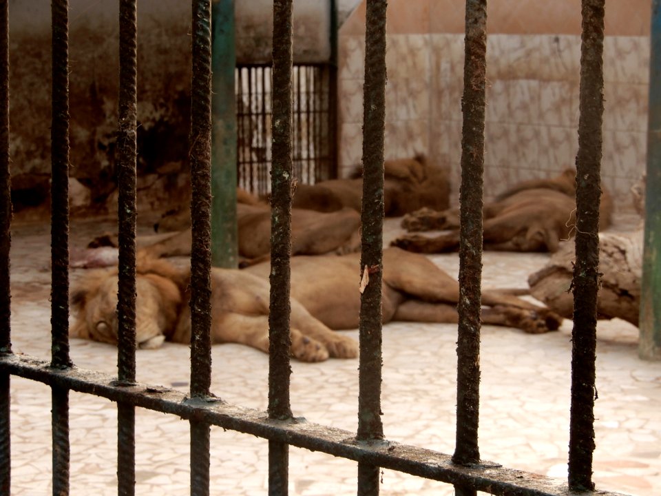 Lions du zoo de Hann