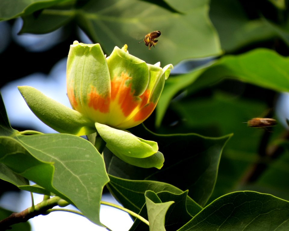 Liriodendron tulipifera Syrets3