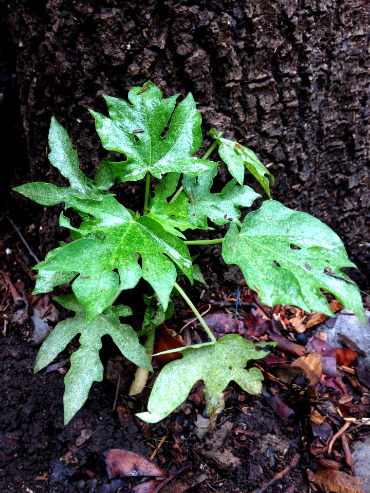 Little plant growing