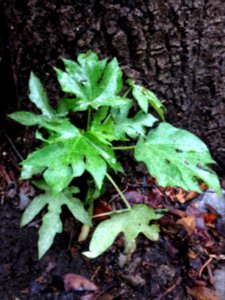 Little plant growing
