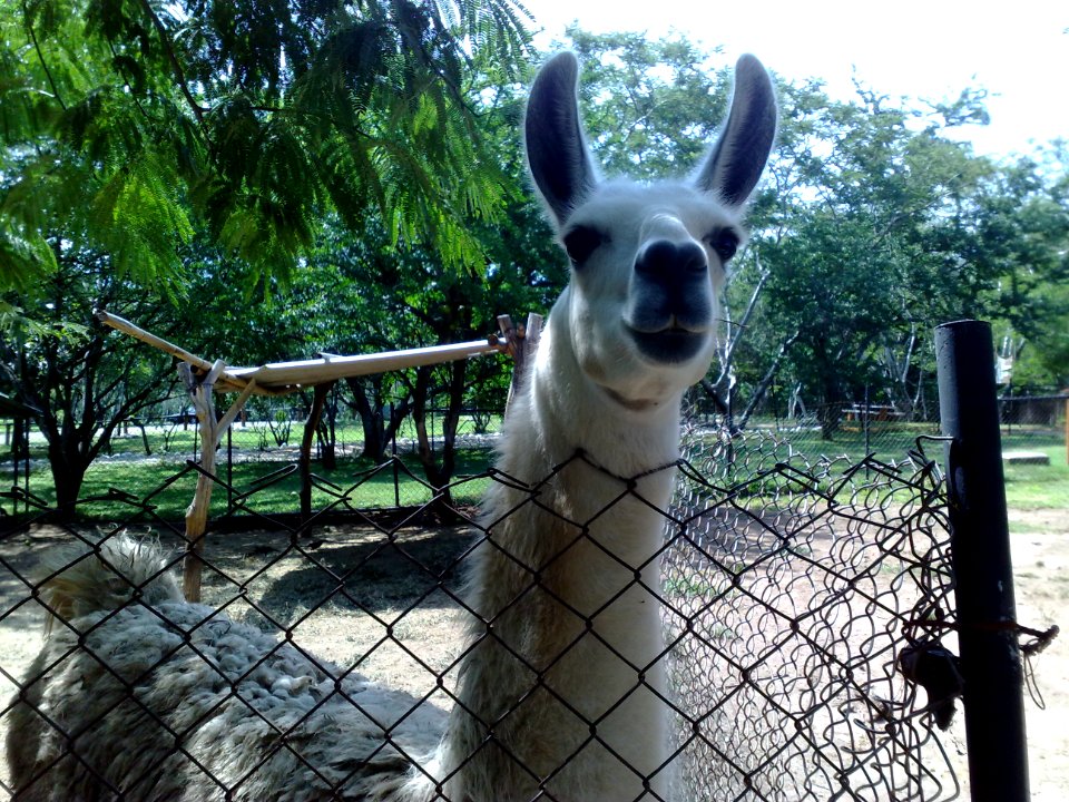 Llama con las orejas paraditas