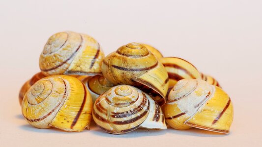 Animals casing empty